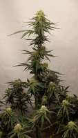 Bild von Grow4releaf (Moby Dick Auto)