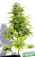 Fatbush Seeds AK47 Autoflowering - ein Foto von irishgrower