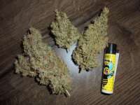 Bild von PineapplePunch (Hawaiian Sativa)