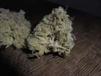 Federation Seed Company Hawaiian Sativa - ein Foto von PineapplePunch