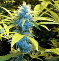 Female Seeds Blueberry Cheesecake - ein Foto von drtizl