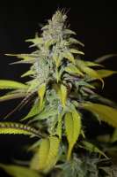 Female Seeds Blueberry Cheesecake - ein Foto von majic