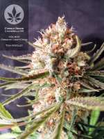 Female Seeds C99 - ein Foto von pineappleltd