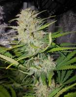 Female Seeds C99 - ein Foto von Dieselryder82