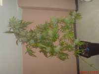 Female Seeds C99 Hybrid - ein Foto von JAHJAHChildren