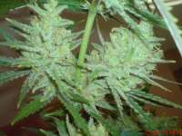 Female Seeds C99 Hybrid - ein Foto von JAHJAHChildren