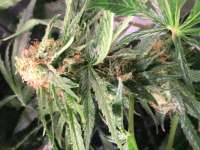 Female Seeds Critical Sour - ein Foto von greentopfarms