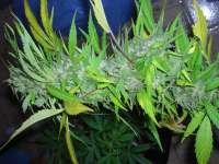 Female Seeds Easy Sativa - ein Foto von Roadkill420