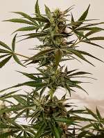 Female Seeds ICED Grapefruit - ein Foto von Strauchdieb