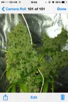 Bild von jayblay (Lemon Kush)