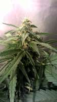 Bild von BuDDust (Lemon Kush)