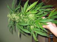 Female Seeds Outdoor C99 - ein Foto von Roadkill420