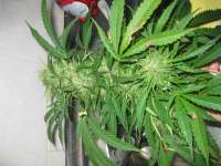 Female Seeds Outdoor C99 - ein Foto von Roadkill420