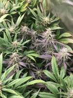 Female Seeds Purple Maroc - ein Foto von weeed