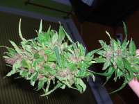 Female Seeds Purple Power - ein Foto von Roadkill420