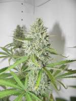 Female Seeds SexBud - ein Foto von VorTwenty