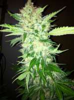 Bild von RazzleDazzle (White Widow)