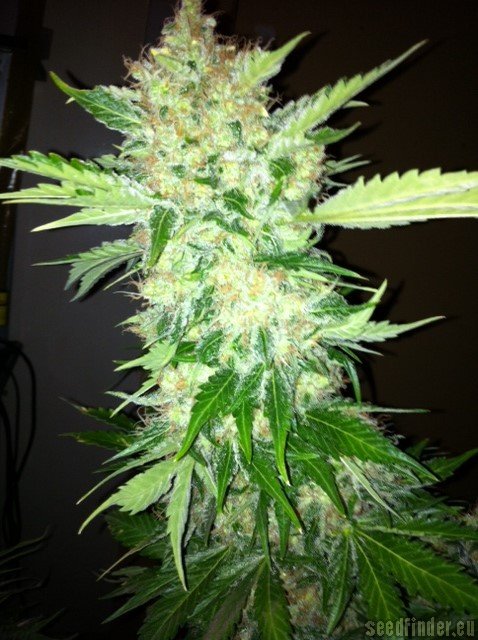 Female Seeds White Widow