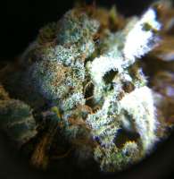 Bild von RazzleDazzle (White Widow)