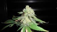 Female Seeds White Widow - ein Foto von FreedomGarden