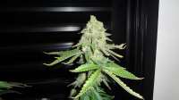 Female Seeds White Widow - ein Foto von FreedomGarden