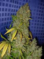 Bild von Nushaba (White Widow x Big Bud)