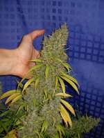 Bild von Nushaba (White Widow x Big Bud)