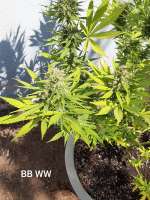 Bild von ShadyStoner420 (White Widow x Big Bud)