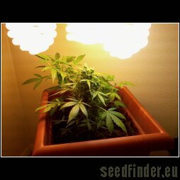 Flash Seeds Cobra