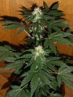 Flash Seeds Jet 47 - ein Foto von Power