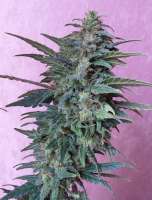 Flash Seeds Jet 47 - ein Foto von Power