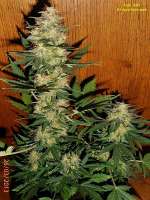 Flash Seeds Jet 47 - ein Foto von Power