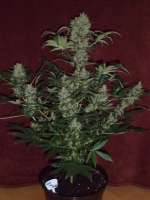 Flash Seeds Kush van Stitch - ein Foto von ossi420