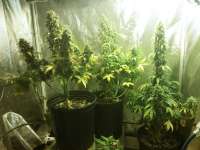 Flash Seeds Kush van Stitch - ein Foto von ianinon