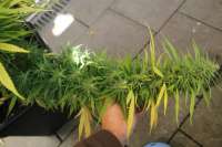 Flash Seeds Octopussy - ein Foto von Beeblebroxxx