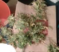 Flash Seeds Sour Diesel Haze - ein Foto von Dontbuyflash