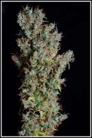 Flying Dutchmen The original Haze - ein Foto von admin