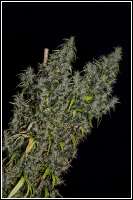 Flying Dutchmen The original Haze - ein Foto von admin