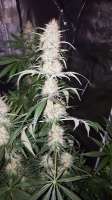 Bild von LoLzRoYze (White Widow)