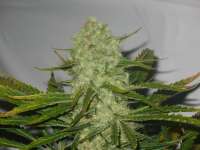 Bild von 420cool (White Widow)