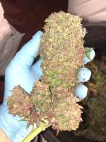 Forum Genetics McPurple - ein Foto von FlipHasjkip