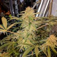 Forum Genetics Space Lemon - ein Foto von Meerwiet