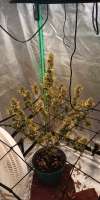 Freedom of Seeds Diesel Devil - ein Foto von Thegrowman