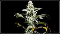 French Touch Seeds Deedee - ein Foto von scrog