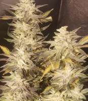 Fresh Coast Seed Company Ghee Butter - ein Foto von JusticeB