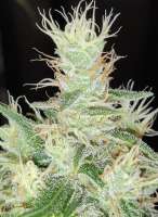 G13 Labs Blue Cindy - ein Foto von St0nA