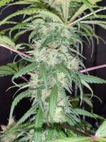 G13 Labs Blue Cindy - ein Foto von St0nA