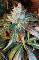 G13 Labs Blue OG - ein Foto von grinspoon