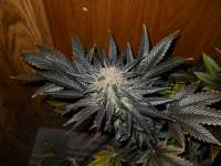 G13 Labs Blue Venom - ein Foto von JASALAN