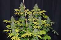 G13 Labs Blueberry Gum - ein Foto von 420vizions